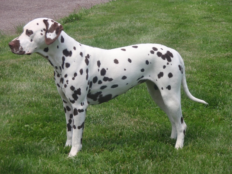 benfatto Diadema d'oro (guapa)